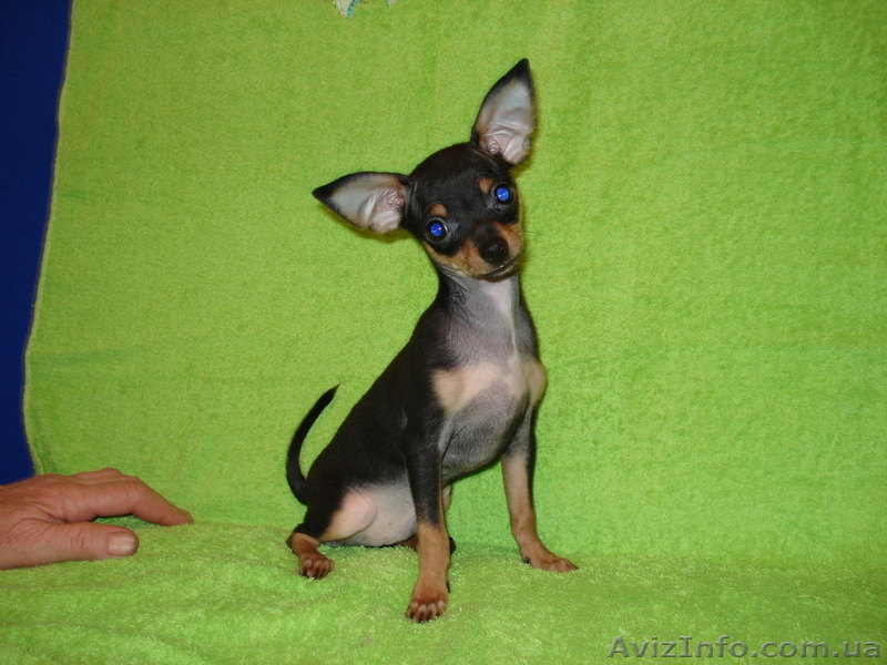 продажа той-терьер - <ro>Изображение</ro><ru>Изображение</ru> #1, <ru>Объявление</ru> #127337