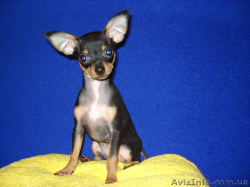 продажа той-терьер - <ro>Изображение</ro><ru>Изображение</ru> #5, <ru>Объявление</ru> #127337