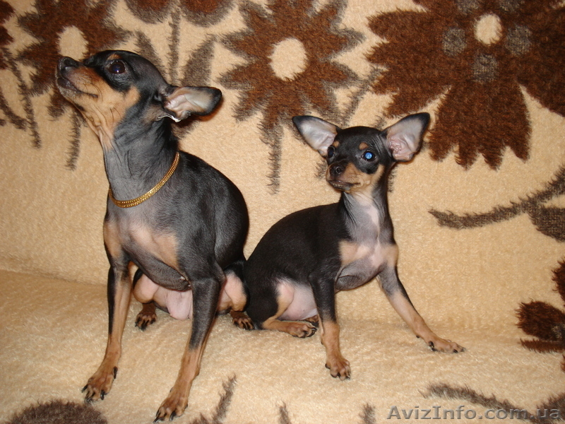 продажа той-терьер - <ro>Изображение</ro><ru>Изображение</ru> #4, <ru>Объявление</ru> #127337