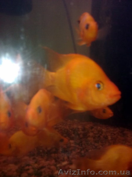 Продам цихлазома  (Фортуна) розовая - <ro>Изображение</ro><ru>Изображение</ru> #4, <ru>Объявление</ru> #67993