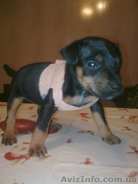 щенок ягдтерера - <ro>Изображение</ro><ru>Изображение</ru> #1, <ru>Объявление</ru> #119695