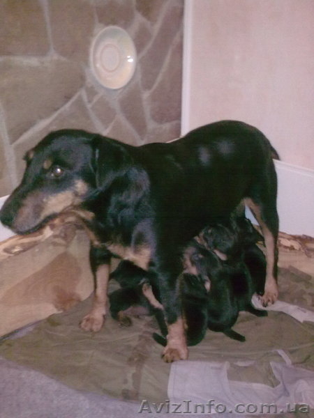 щенок ягдтерера - <ro>Изображение</ro><ru>Изображение</ru> #2, <ru>Объявление</ru> #119695