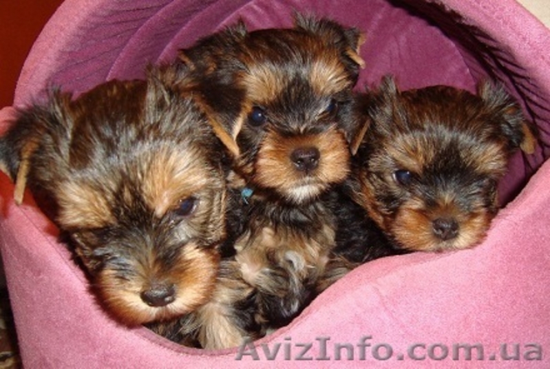 щенки йоркширского терьера от титулованных родителей - <ro>Изображение</ro><ru>Изображение</ru> #2, <ru>Объявление</ru> #130181