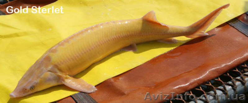 икра осетровой рыбы - <ro>Изображение</ro><ru>Изображение</ru> #4, <ru>Объявление</ru> #128468