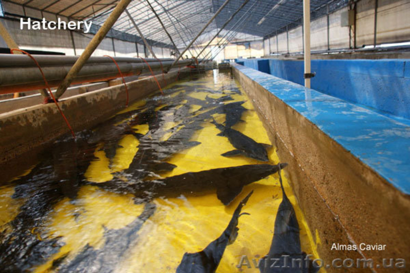 икра осетровой рыбы - <ro>Изображение</ro><ru>Изображение</ru> #5, <ru>Объявление</ru> #128468