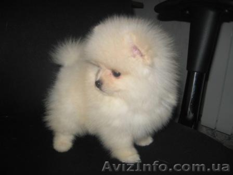 Щеночки Померанского Шпица/Доставка - <ro>Изображение</ro><ru>Изображение</ru> #3, <ru>Объявление</ru> #132007