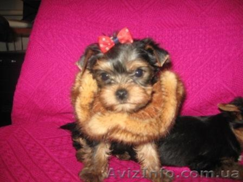 Йоркширский терьер Доставка - <ro>Изображение</ro><ru>Изображение</ru> #3, <ru>Объявление</ru> #130233