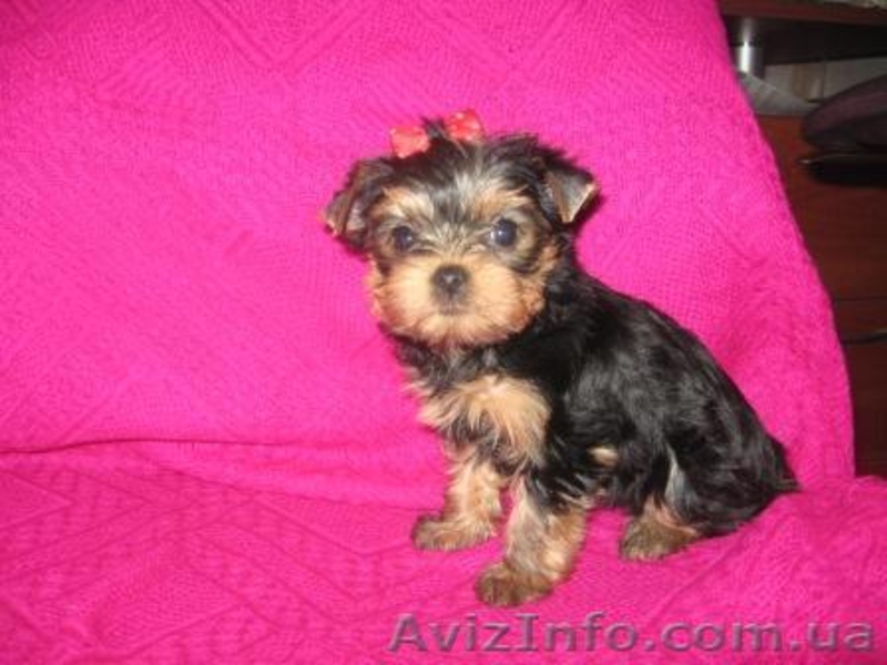 Йоркширский терьер Доставка - <ro>Изображение</ro><ru>Изображение</ru> #1, <ru>Объявление</ru> #130233