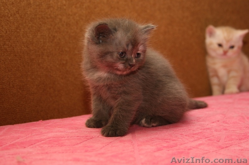 Очаровательные шотландские котята «вискасного» окраса. Киев - <ro>Изображение</ro><ru>Изображение</ru> #1, <ru>Объявление</ru> #133391