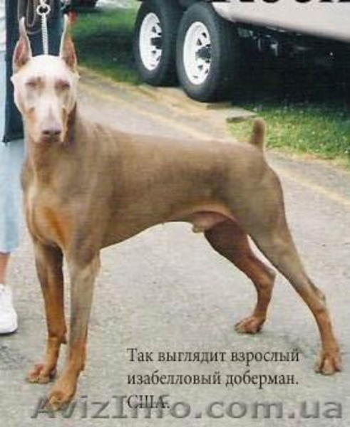 Снежный доберман! - <ro>Изображение</ro><ru>Изображение</ru> #3, <ru>Объявление</ru> #133546