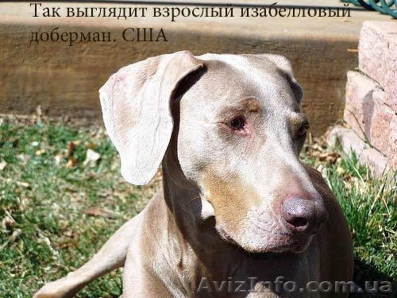 Снежный доберман! - <ro>Изображение</ro><ru>Изображение</ru> #4, <ru>Объявление</ru> #133546