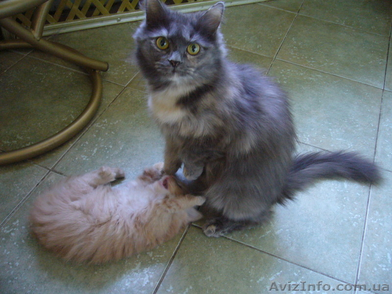 котенок сибирской кошки в добрые руки - <ro>Изображение</ro><ru>Изображение</ru> #2, <ru>Объявление</ru> #125022