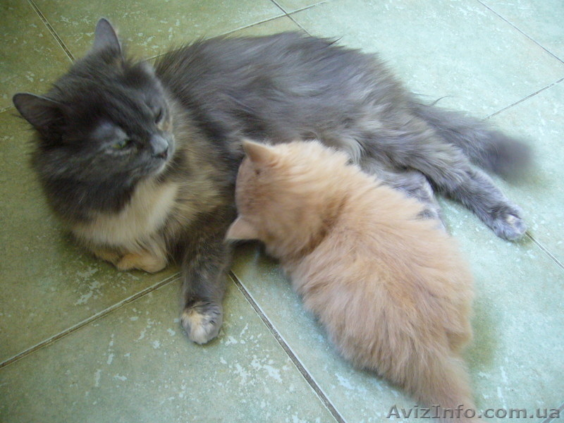 котенок сибирской кошки в добрые руки - <ro>Изображение</ro><ru>Изображение</ru> #3, <ru>Объявление</ru> #125022