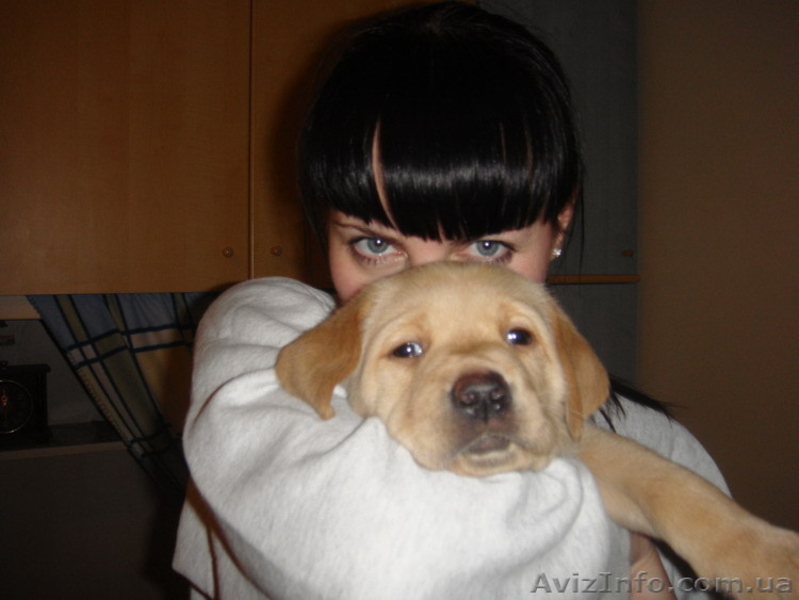 Продаем элитных щенков лабрадора ретривера - <ro>Изображение</ro><ru>Изображение</ru> #3, <ru>Объявление</ru> #119915