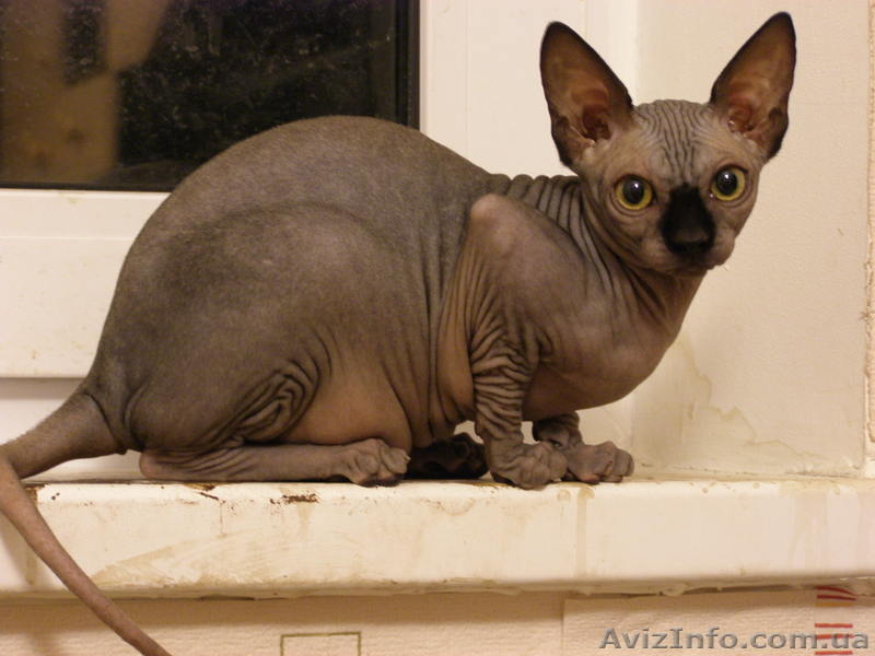 Канадский сфинкс - кошечки! - <ro>Изображение</ro><ru>Изображение</ru> #2, <ru>Объявление</ru> #121499