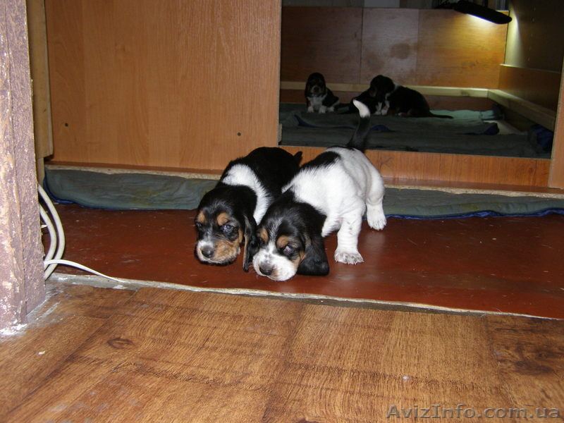 Продам щенков бассет-хаунда - <ro>Изображение</ro><ru>Изображение</ru> #1, <ru>Объявление</ru> #126949