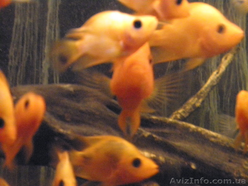 Продам цихлазома  (Фортуна) розовая - <ro>Изображение</ro><ru>Изображение</ru> #3, <ru>Объявление</ru> #67993