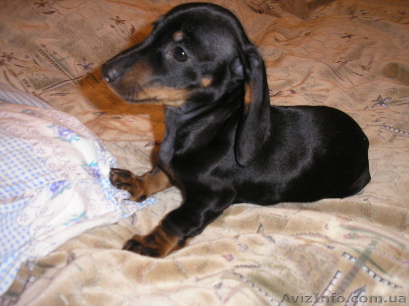 продам радость в ваш дом - <ro>Изображение</ro><ru>Изображение</ru> #2, <ru>Объявление</ru> #126363