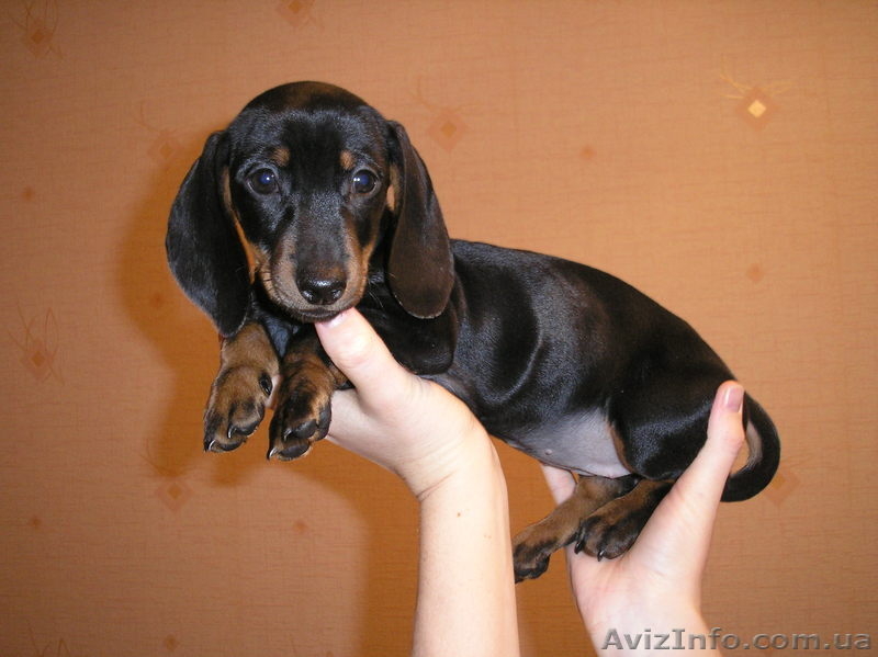 продам радость в ваш дом - <ro>Изображение</ro><ru>Изображение</ru> #3, <ru>Объявление</ru> #126363