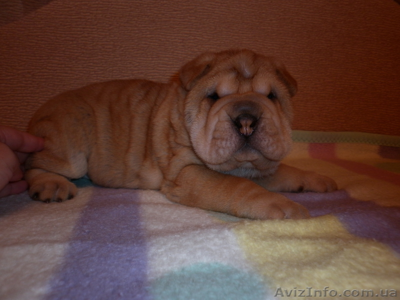 Очаровательные щенки шар-пея - <ro>Изображение</ro><ru>Изображение</ru> #5, <ru>Объявление</ru> #122022