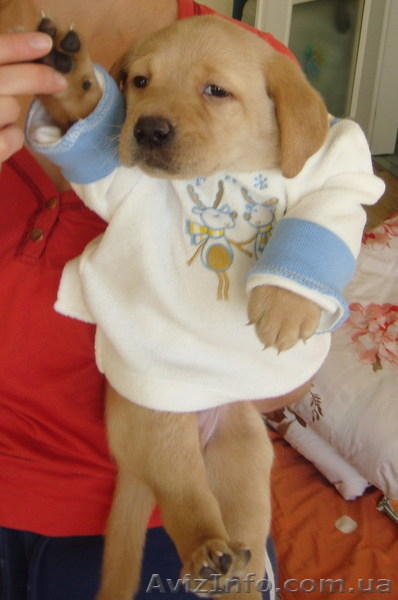 Продаем элитных щенков лабрадора ретривера - <ro>Изображение</ro><ru>Изображение</ru> #2, <ru>Объявление</ru> #119915