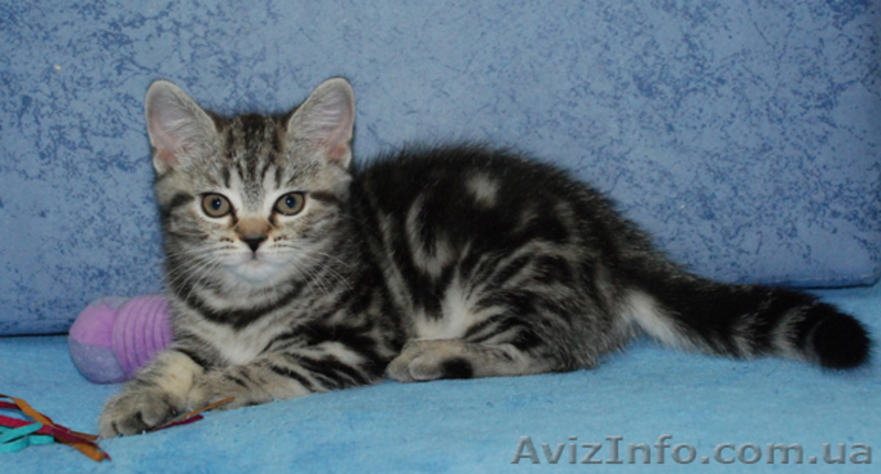 Британские котята вискасных окрасов от питомника Marble Design *UA - <ro>Изображение</ro><ru>Изображение</ru> #1, <ru>Объявление</ru> #132190