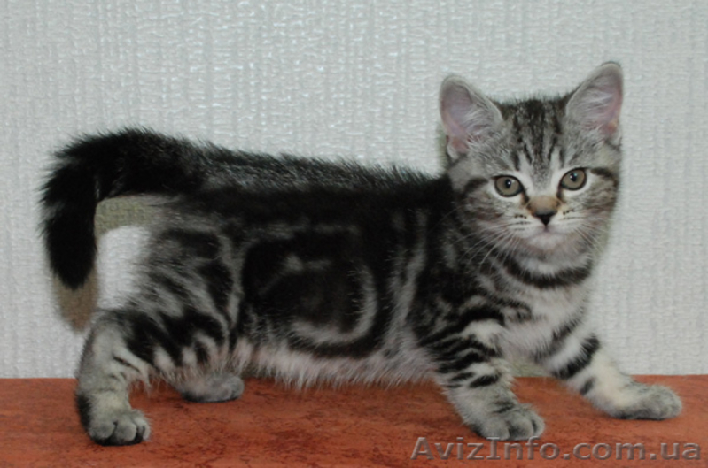 Британские котята вискасных окрасов от питомника Marble Design *UA - <ro>Изображение</ro><ru>Изображение</ru> #2, <ru>Объявление</ru> #132190