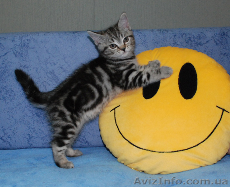 Британские котята вискасных окрасов от питомника Marble Design *UA - <ro>Изображение</ro><ru>Изображение</ru> #3, <ru>Объявление</ru> #132190