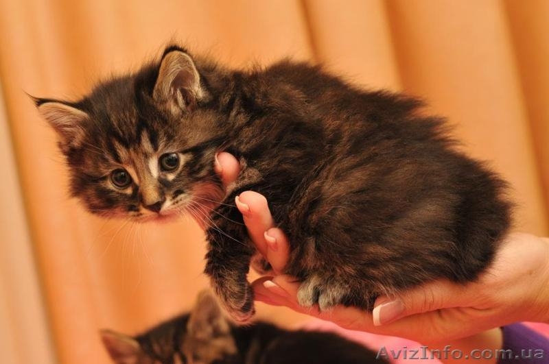Продам котят породы Курильский бобтейл - <ro>Изображение</ro><ru>Изображение</ru> #2, <ru>Объявление</ru> #121775