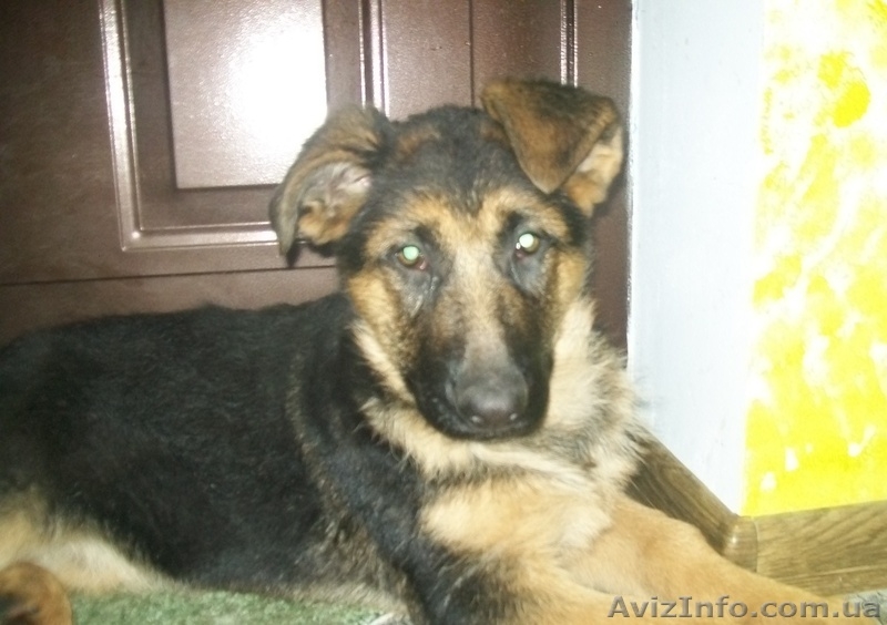 щенок немецкой овчарки - <ro>Изображение</ro><ru>Изображение</ru> #3, <ru>Объявление</ru> #91081