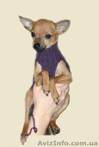 щенок русский той терьер мини - <ro>Изображение</ro><ru>Изображение</ru> #1, <ru>Объявление</ru> #129834