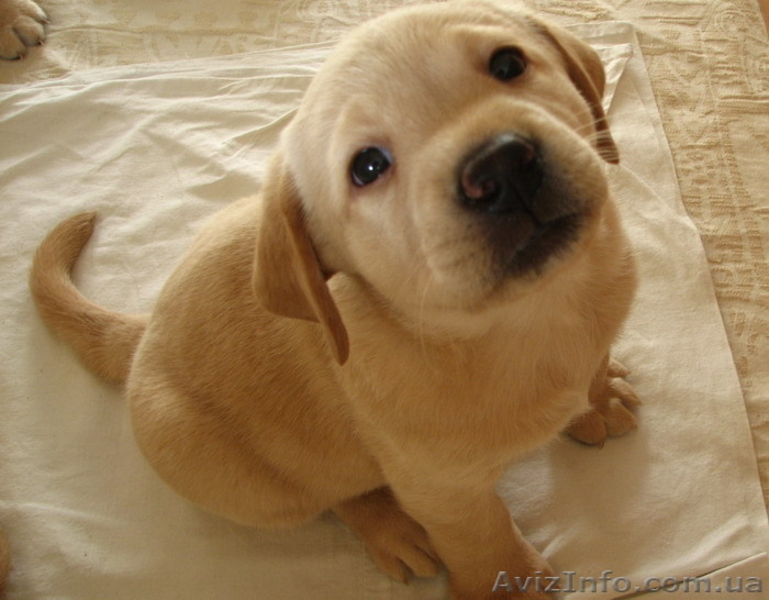 Продаем элитных щенков лабрадора ретривера - <ro>Изображение</ro><ru>Изображение</ru> #1, <ru>Объявление</ru> #119915