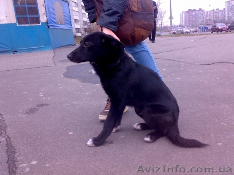 Дарим щенка в добрые руки - <ro>Изображение</ro><ru>Изображение</ru> #4, <ru>Объявление</ru> #121927