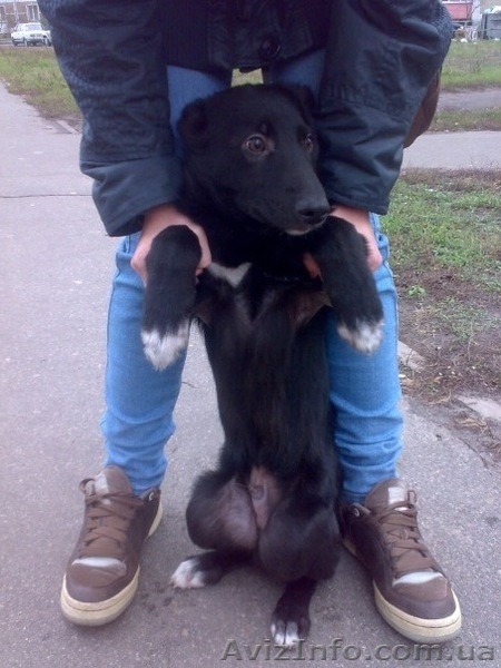 Дарим щенка в добрые руки - <ro>Изображение</ro><ru>Изображение</ru> #3, <ru>Объявление</ru> #121927