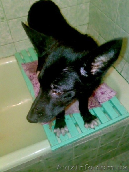 Дарим щенка в добрые руки - <ro>Изображение</ro><ru>Изображение</ru> #1, <ru>Объявление</ru> #121927