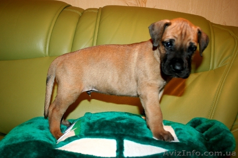 Щенки НЕМЕЦКОГО ДОГА!!!! - <ro>Изображение</ro><ru>Изображение</ru> #2, <ru>Объявление</ru> #143205