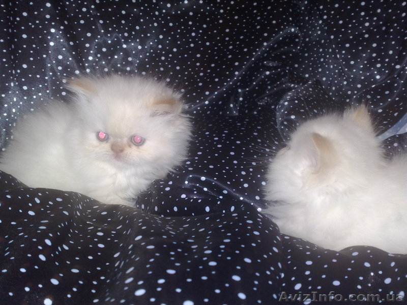 Шикарные персидские котята - <ro>Изображение</ro><ru>Изображение</ru> #3, <ru>Объявление</ru> #142350