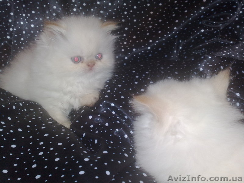 Шикарные персидские котята - <ro>Изображение</ro><ru>Изображение</ru> #4, <ru>Объявление</ru> #142350