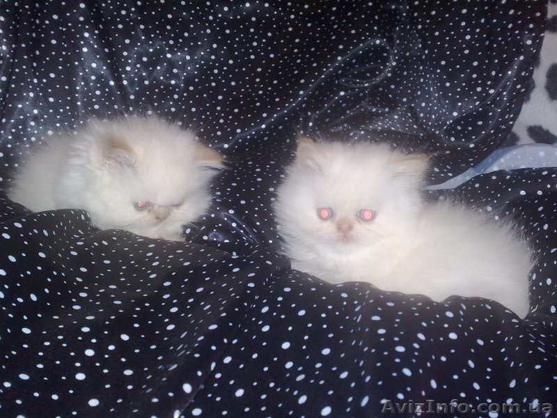 Шикарные персидские котята - <ro>Изображение</ro><ru>Изображение</ru> #5, <ru>Объявление</ru> #142350