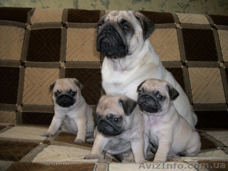 Мопс. Щенки.Продаются. - <ro>Изображение</ro><ru>Изображение</ru> #1, <ru>Объявление</ru> #153670