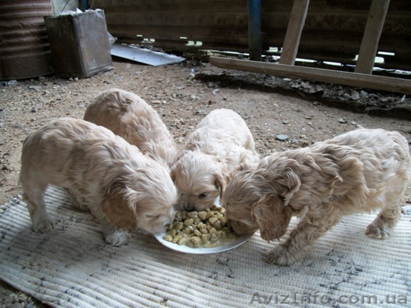 Американский кокер-спаниель. Щенки. - <ro>Изображение</ro><ru>Изображение</ru> #9, <ru>Объявление</ru> #153679