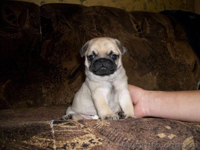 Мопс. Щенки.Продаются. - <ro>Изображение</ro><ru>Изображение</ru> #2, <ru>Объявление</ru> #153670
