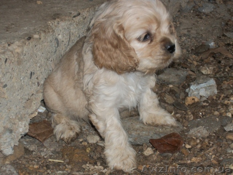 Американский кокер-спаниель. Щенки. - <ro>Изображение</ro><ru>Изображение</ru> #10, <ru>Объявление</ru> #153679