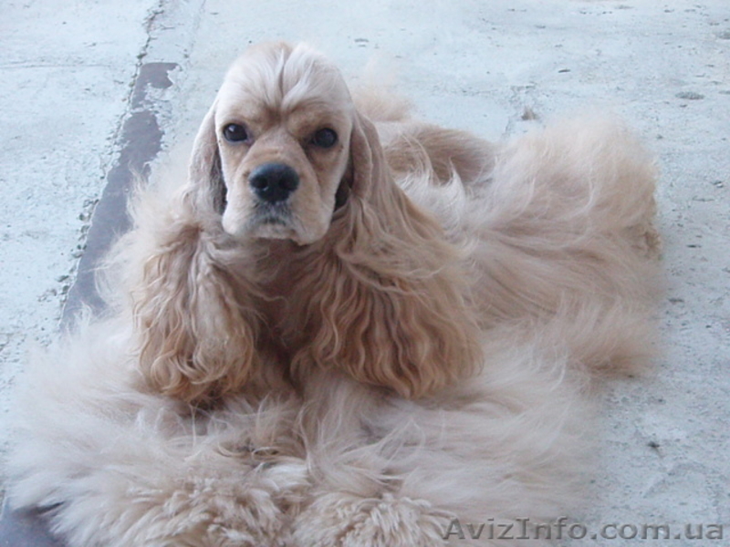 Американский кокер-спаниель. Щенки. - <ro>Изображение</ro><ru>Изображение</ru> #5, <ru>Объявление</ru> #153679