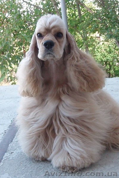 Американский кокер-спаниель. Щенки. - <ro>Изображение</ro><ru>Изображение</ru> #4, <ru>Объявление</ru> #153679