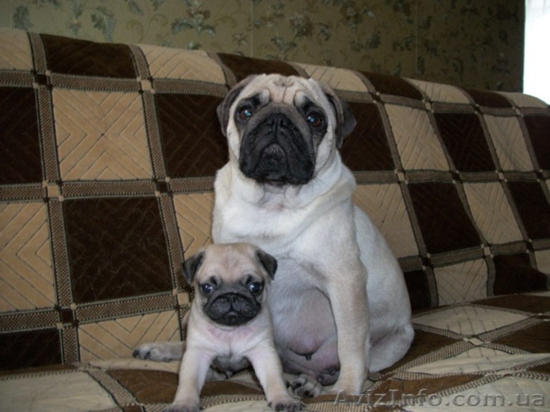 Мопс. Щенки.Продаются. - <ro>Изображение</ro><ru>Изображение</ru> #3, <ru>Объявление</ru> #153670