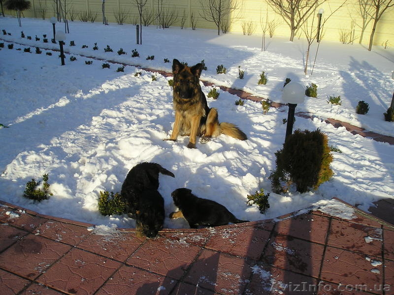 Щенки немецкой овчароки - <ro>Изображение</ro><ru>Изображение</ru> #3, <ru>Объявление</ru> #138095