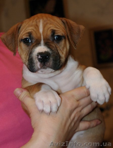 Щенки Американского Стаффордширского Терьера (амстафф, стафф) Продажа  - <ro>Изображение</ro><ru>Изображение</ru> #3, <ru>Объявление</ru> #156610