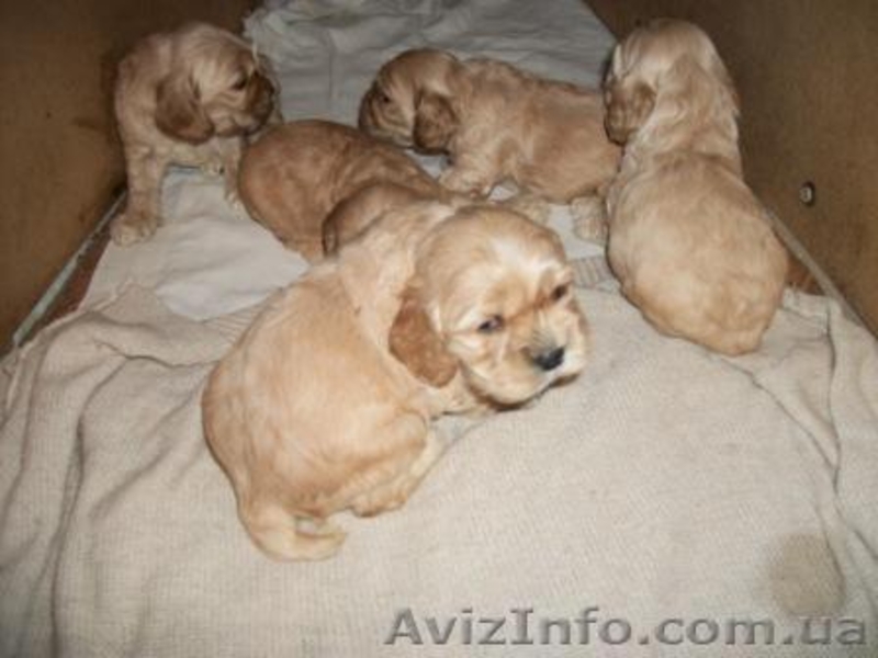 Американский кокер-спаниель. Щенки. - <ro>Изображение</ro><ru>Изображение</ru> #8, <ru>Объявление</ru> #153679
