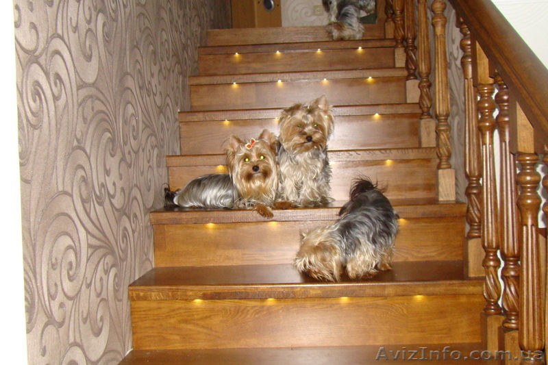 йоркширский терьер, супер щенки - <ro>Изображение</ro><ru>Изображение</ru> #1, <ru>Объявление</ru> #146284